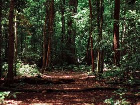 Tree to Be vraagt datacenters om samenwerking rond bomen en bossen